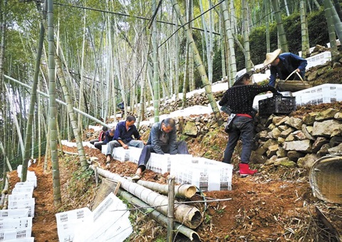 深挖森林“钱库”，，，，，，，，浙江林下生“金”